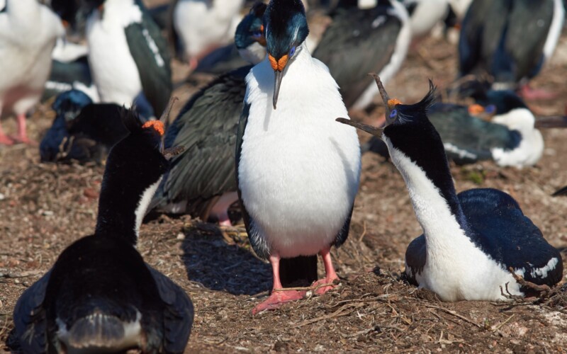 Stanley/Falkland Is/Islas Malvinas