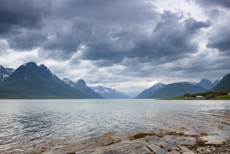 Lyngen
