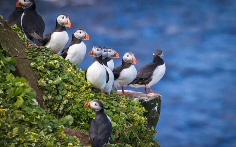 Grimsey, Iceland